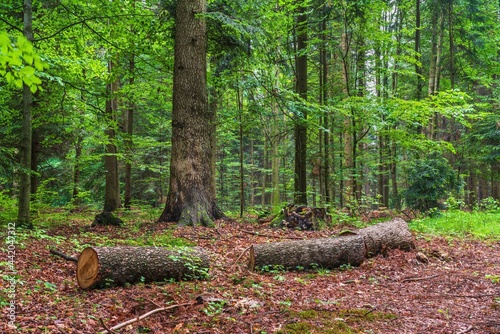 Widok na las zazieleniony wiosną. Drzewa iglaste i liściaste, ścieżki i przecinki, wycięte drzewo