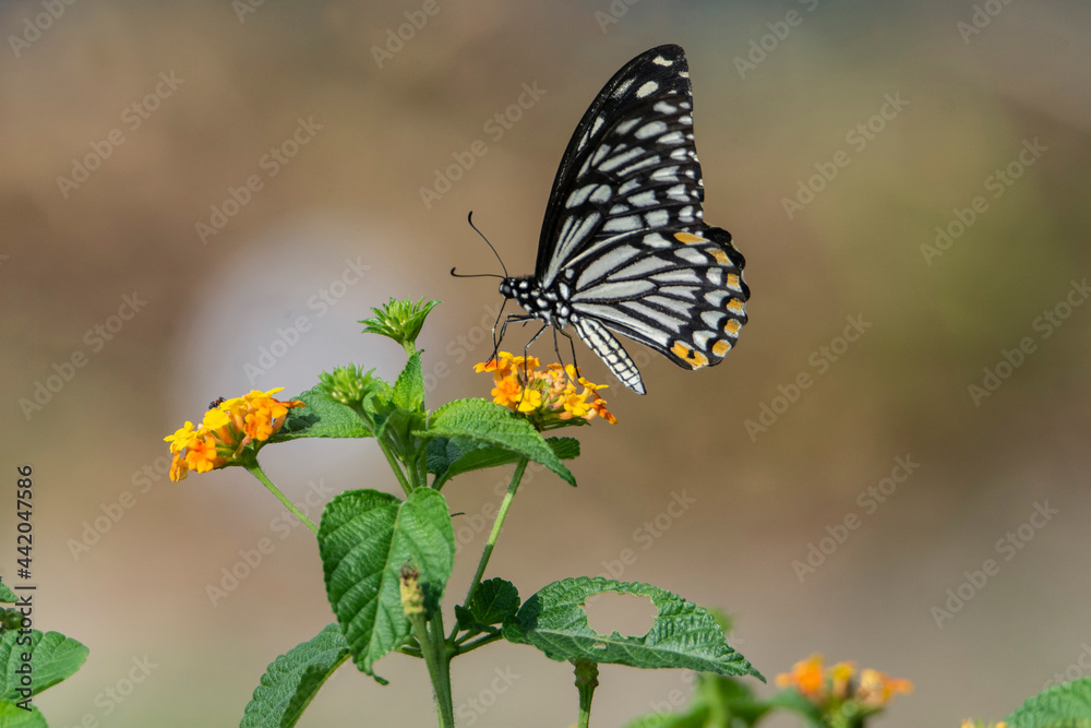 Common Mime Butterfly (papilio clytia) resting on a lantana flower, Seen in a India. Common Mime Butterfly (papilio clytia) resting on a lantana flower, Seen in a India.