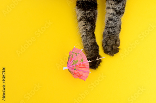 Gatita jugando con sombrilla coctelera sobre fondo colorido. photo