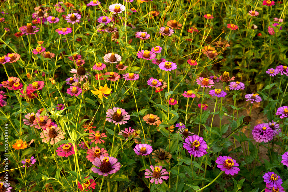 A field of colorfull Common Zinnia flowers (Zinnia elegans L)