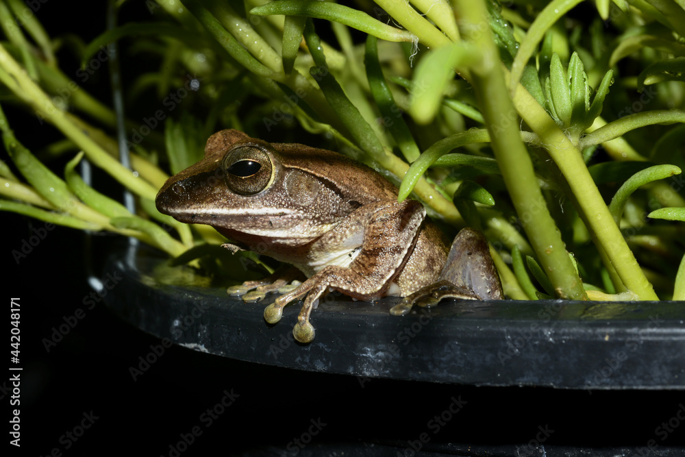 Common tree frog or Golden tree frog (Polypedates leucomystax) hanging on a plant stem.... Common tree frog or Golden tree frog (Polypedates leucomystax) hanging on a plant stem....