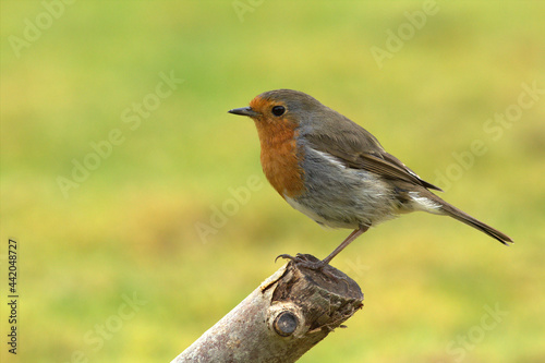 European robin, Erithacus rubecula, or robin redbreast, perched on a cut branch with a green background. Selective focus on the forground.