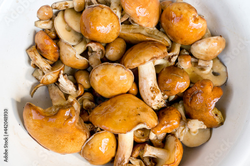 Yellow boletus mushrooms (lasagna luteus) or butter mushrooms