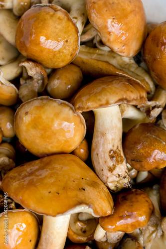 Yellow boletus mushrooms (lasagna luteus) or butter mushrooms