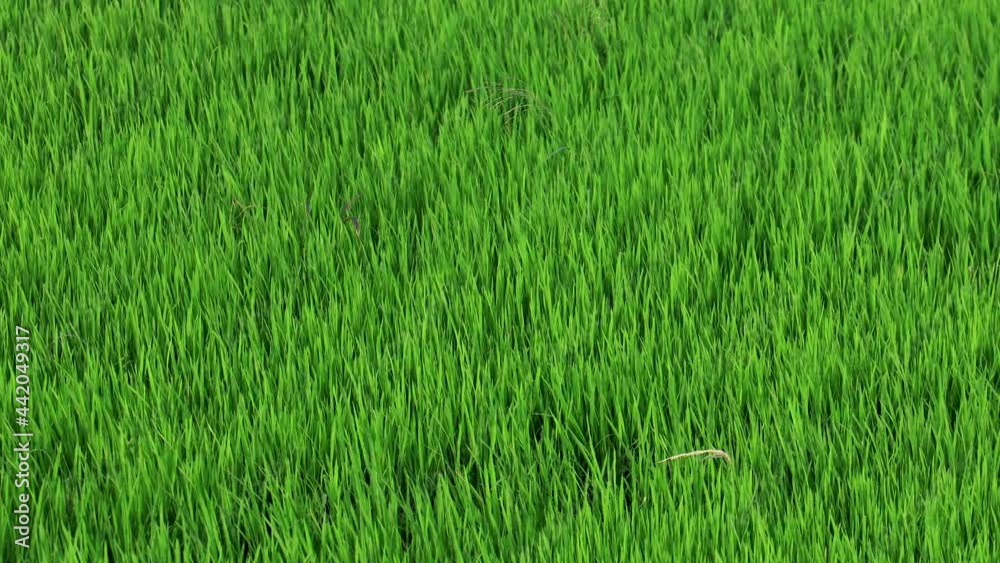 Closeup of green rice field background against the wind Closeup of green rice field background against the wind