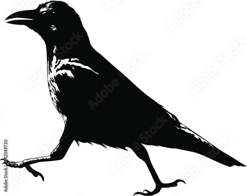 Black and white image of a walking crow vector illustration