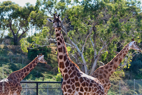 Giraffe at the Werribee Open Range Zoo Melbourne