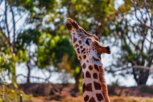 Giraffe at the Werribee Open Range Zoo Melbourne photo