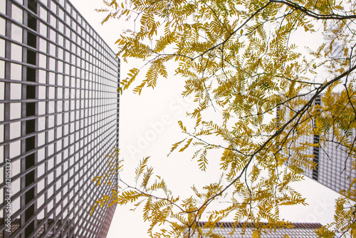 Canvas Print Nature and architecture in the financial center of Toronto, Canada