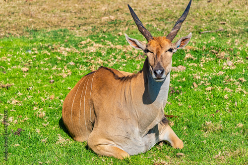 Common Eland Taurotragus Oryx at the Werribee Open Range Zoo Melbourne photo