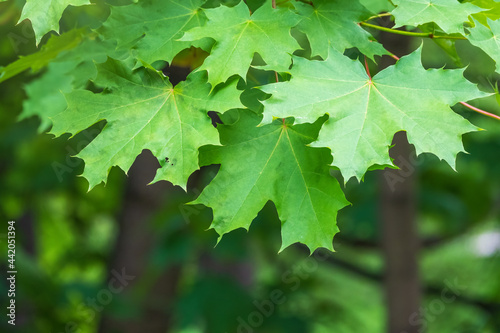 Spring branches of maple tree with fresh green leaves