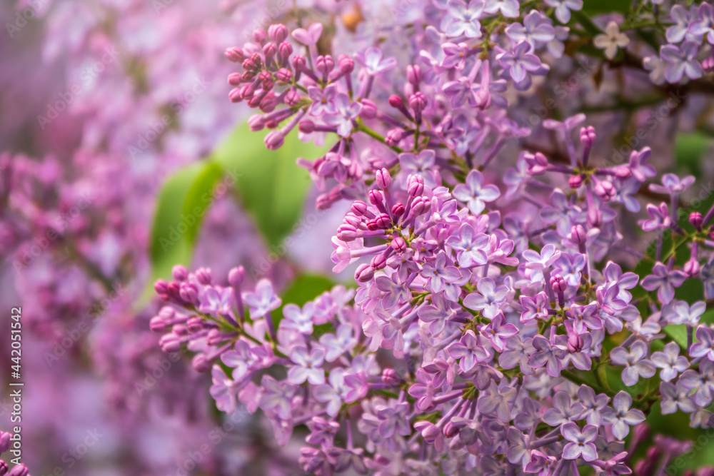 Pink Blooming Lilac Flowers in spring with blured background Pink Blooming Lilac Flowers in spring with blured background