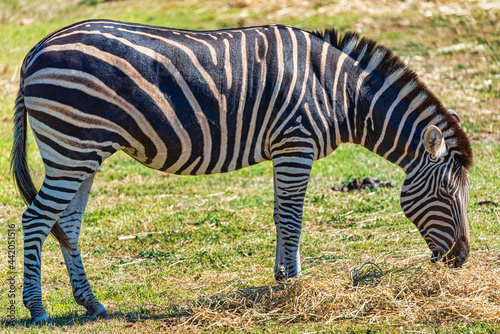 Zebra at the Werribee Open Range Zoo Melbourne photo