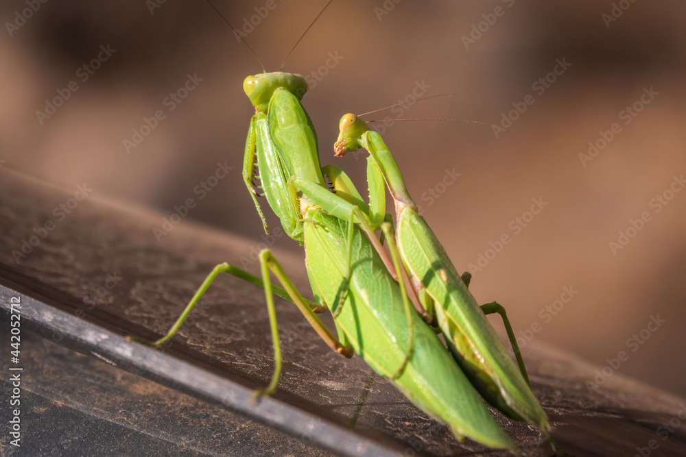 Mating of a pair of praying mantises. Close up of pair of European mantis or Praying mantis copulating in nature. Mating of a pair of praying mantises. Close up of pair of European mantis or Praying mantis copulating in nature.
