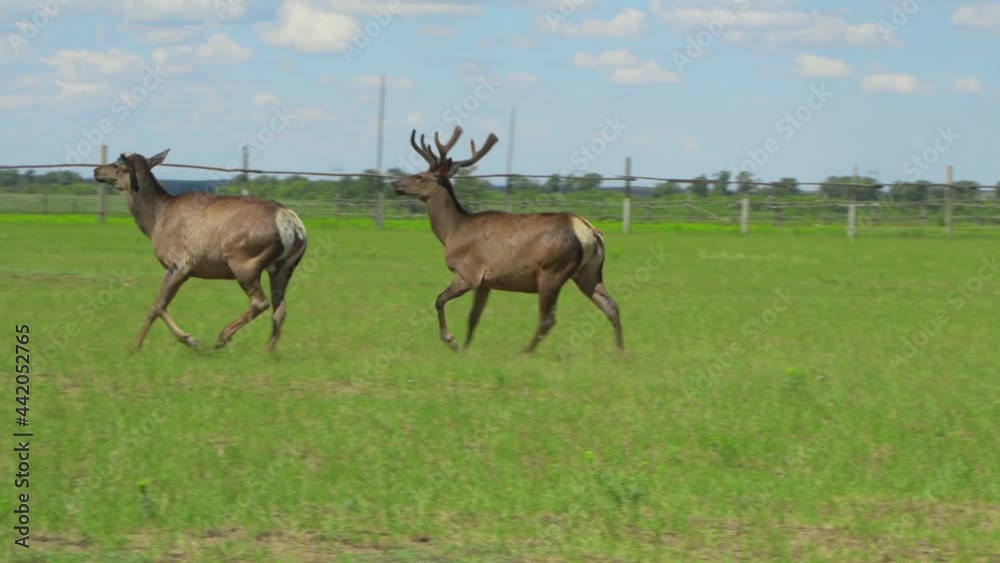 Maral herd on the field in summer. Fauna of the Altai mountains Maral herd on the field in summer. Fauna of the Altai mountains