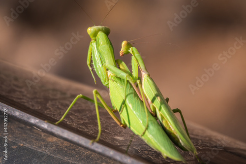 Mating of a pair of praying mantises. Close up of pair of European mantis or Praying mantis copulating in nature. © Dmitrii Potashkin