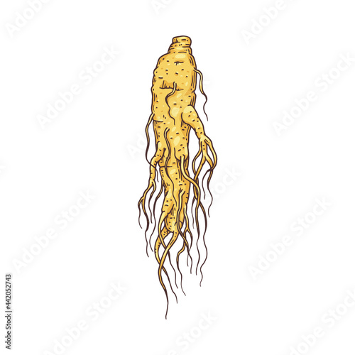Ginseng root or tuber hand drawn engraving vector illustration isolated.