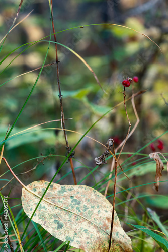 Autumn leaves, grass and red berries close-up. Wild natural background or wallpaper