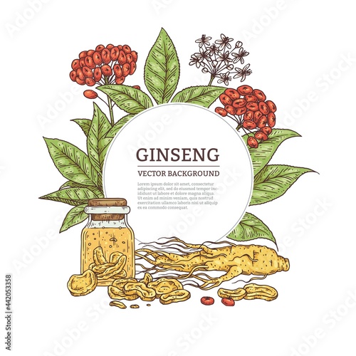 Hand drawn ginseng background or frame engraving vector illustration isolated.