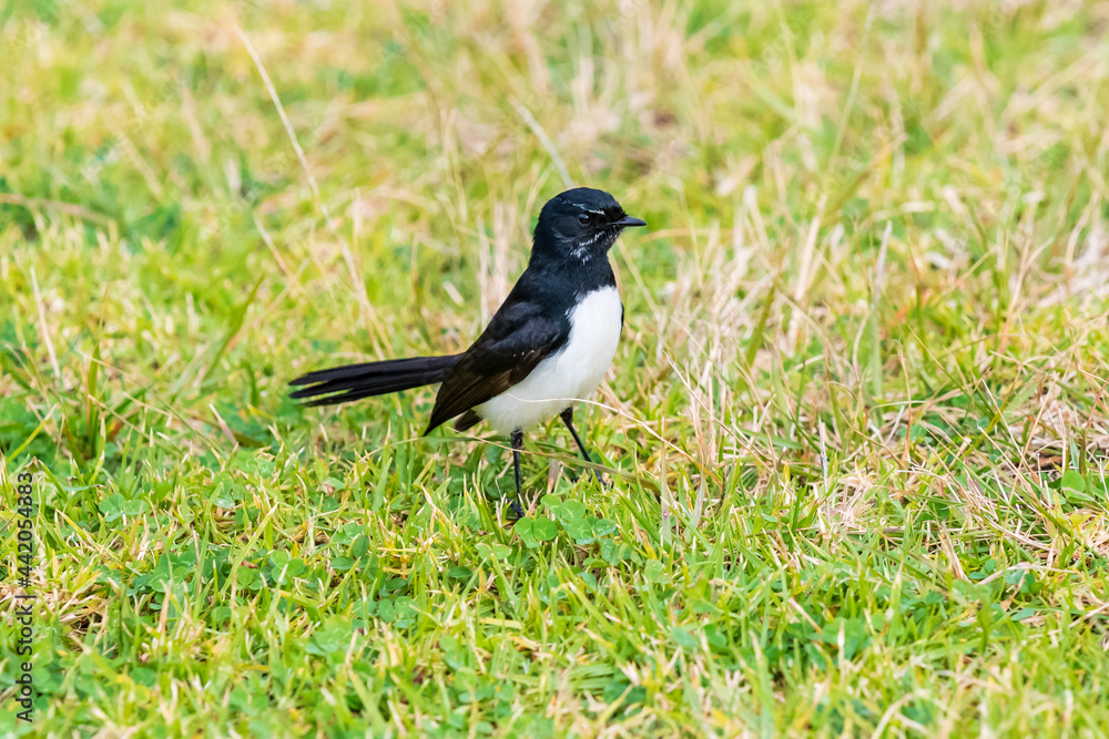 Willie Wagtail on the grass Willie Wagtail on the grass