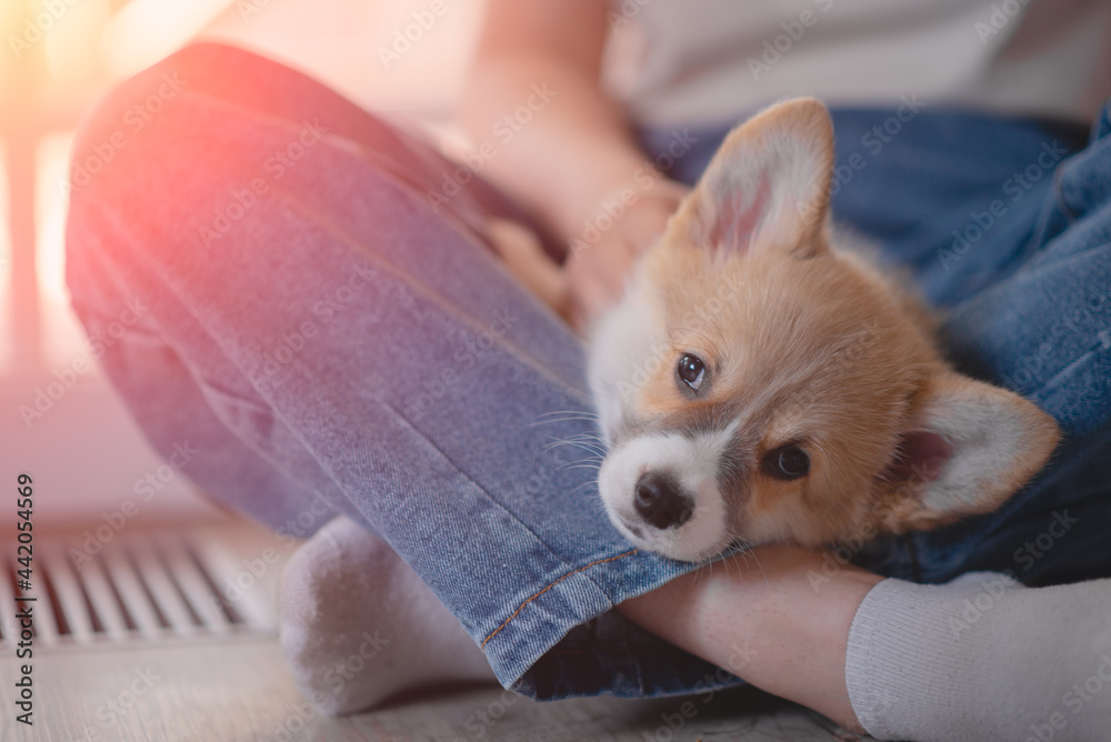 Young female holding Cute little Pembroke Welsh Corgi puppy. Taking care and adopting pets concept. Lifestyle minimalism and simplisity Young female holding Cute little Pembroke Welsh Corgi puppy. Taking care and adopting pets concept. Lifestyle minimalism and simplisity