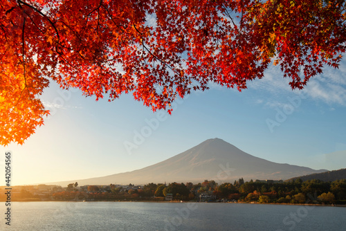Colorful Autumn in Mount Fuji, Japan - Lake Kawaguchiko is one of the best places in Japan to enjoy Mount Fuji scenery of maple leaves changing color giving image of those leaves framing Mount Fuji. © tonjung