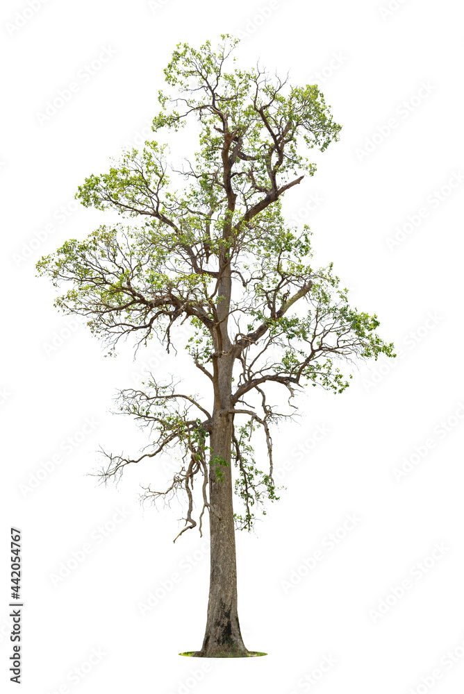 Obraz premium Isolated green tree on white background, Trees isolated on white background, tropical trees isolated used for design, advertising and architecture.
