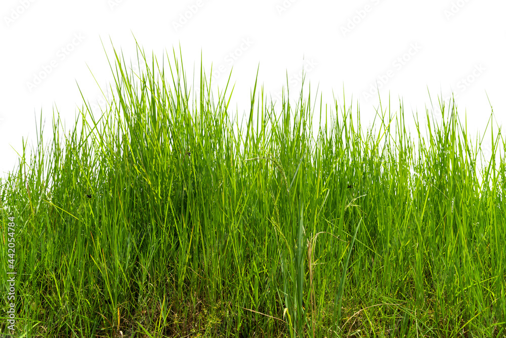 Obraz premium Imperata cylindrica Beauv, of green grass in nature, isolate on white background.
