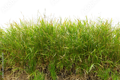 Vietnamosasa pusilla bamboo grass on field, isolated on white background. photo
