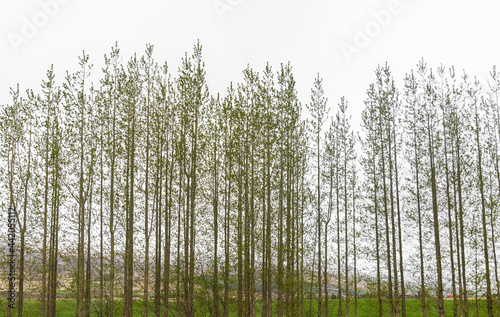 Row of tall trees with fresh spring leaves