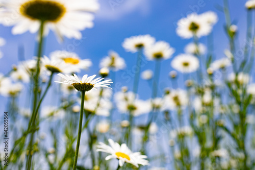 white chamomile on a blue sky background