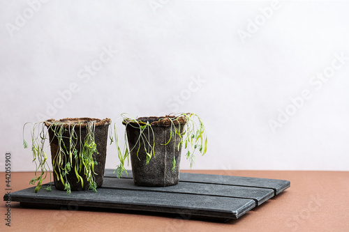  Withered dill sprouts. Homegrowing sick dill. Herbs  seedling growing in pot is dying. photo