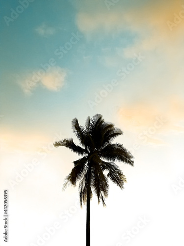 Silueta de palmera © Alexis Ayala