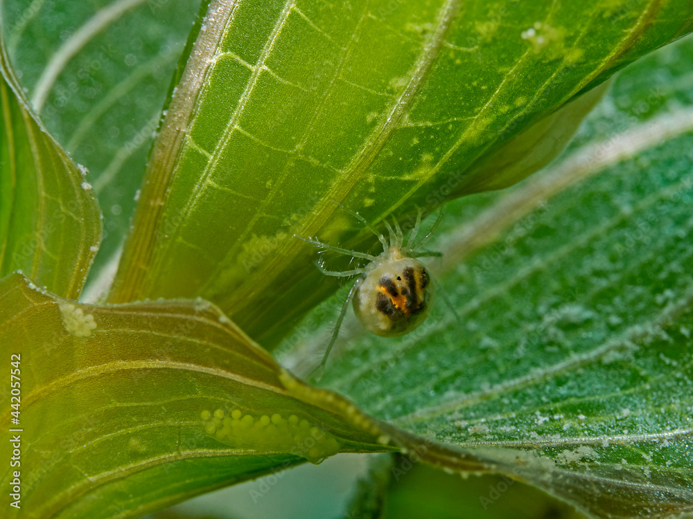 freshwater mite and eggs on waterweed plant leaf freshwater mite and eggs on waterweed plant leaf