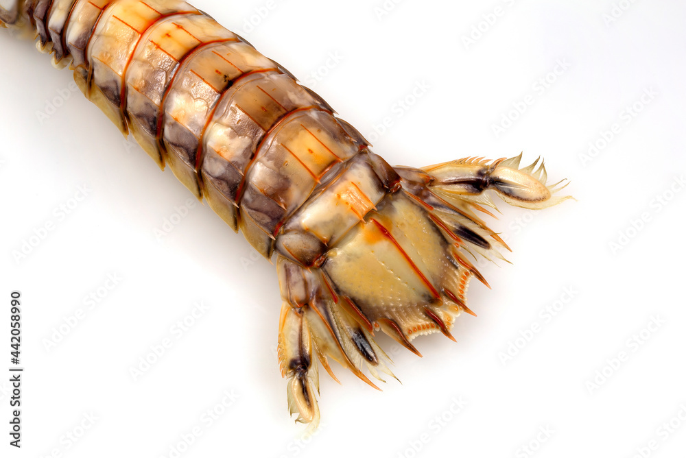Mantis Shrimp or Stomatopods Crustaceans Mantis Shrimp or Stomatopods Crustaceans