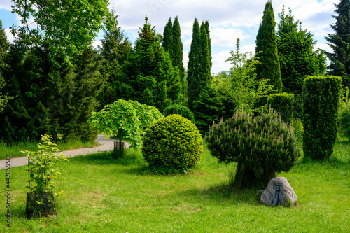 Photo of several bushes in the garden against the background of green landscape design