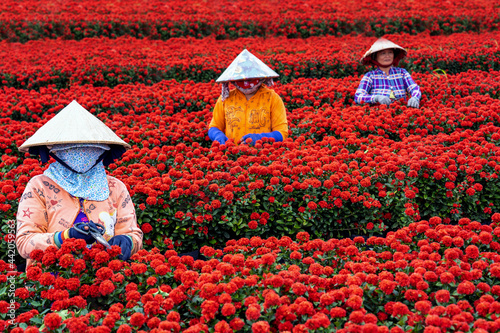 Group of Vietnamese farmers working with red flowers garden in sadec, dong thap province, vietnam,traditional and culture concept photo