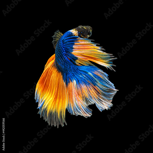 Movement beautiful of colorful siamese betta fish or half moon betta splendens fighting fish in thailand on black color background. underwater animal or pet concept.