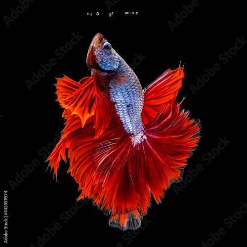 Movement beautiful of colorful siamese betta fish or half moon betta splendens fighting fish in thailand on black color background. underwater animal or pet concept.
