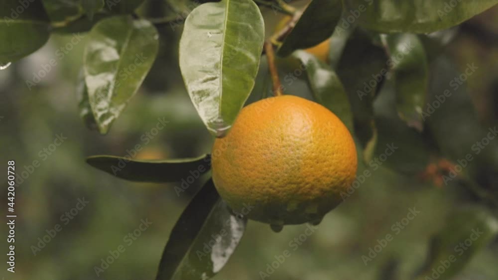 Detail of mandarin tree with ripe orange mandarins ready to harvest and consume. Detail of mandarin tree with ripe orange mandarins ready to harvest and consume.