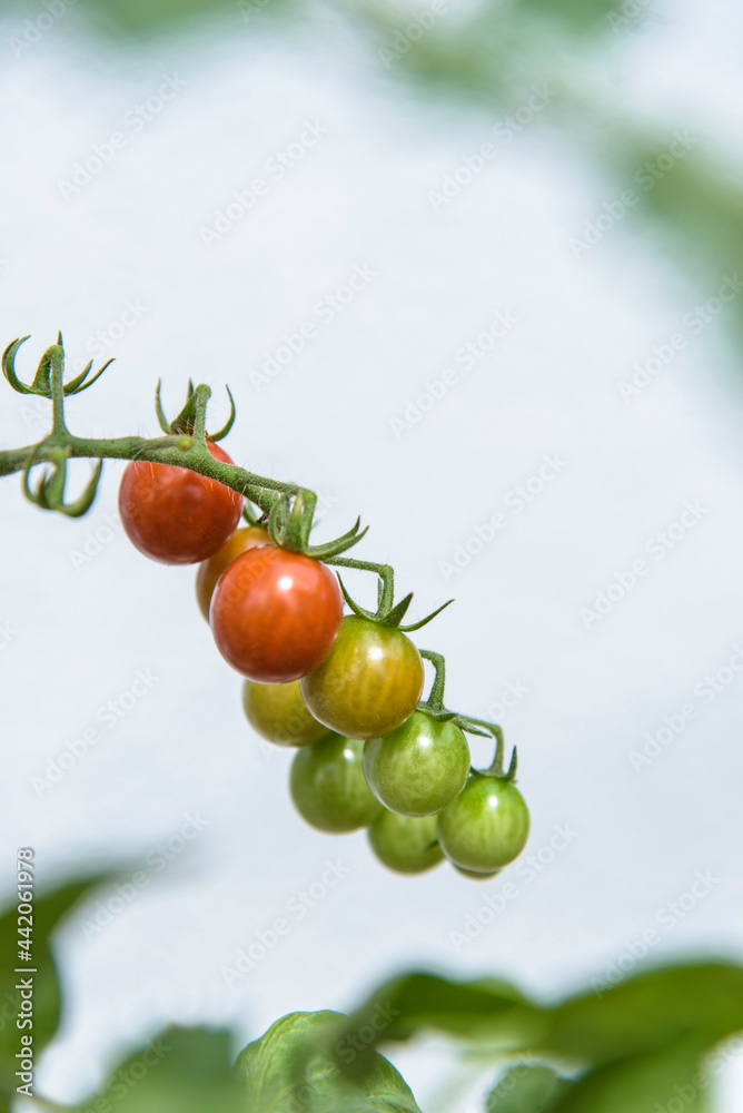 ミニトマト,tomato ミニトマト,tomato