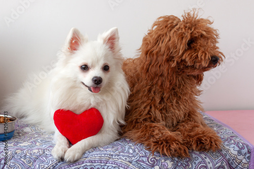Photography Two small dogs, white Pomeranian and red brown miniature poodle, are lying on litter