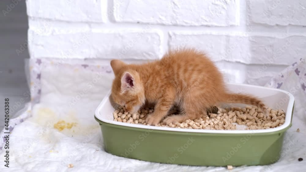 4k Little ginger kitten pees and poops in litter box. Cat buries poop