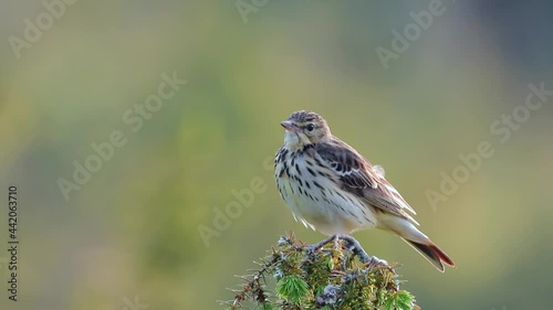 Baumpieper (Anthus trivialis) photo