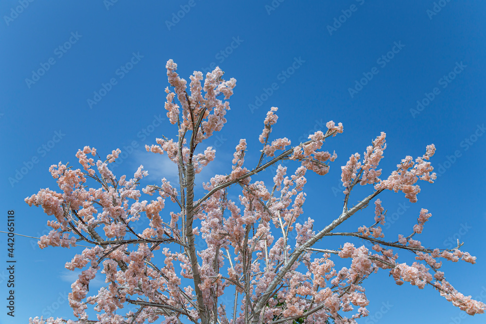Artificial spring blooming cherry tree, sunny day, Moscow, Russia