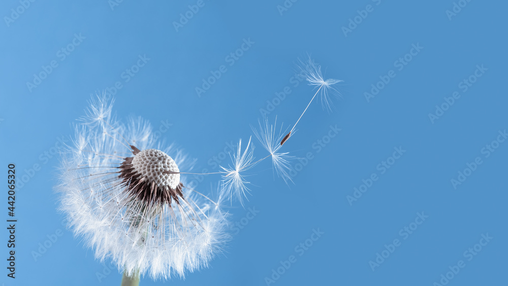 Fototapeta premium Macro nature. dandelion at sky background. Freedom to Wish. Dandelion silhouette fluffy flower. Seed macro closeup. Soft focus. Goodbye Summer. Hope and dreaming concept. Fragility. Springtime.