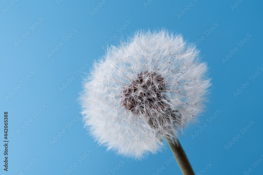 Macro nature. dandelion at sky background. Freedom to Wish. Dandelion silhouette fluffy flower. Macro nature. dandelion at sky background. Freedom to Wish. Dandelion silhouette fluffy flower.