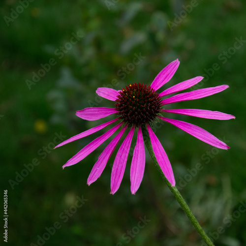 Echinacea  purple flower for medical purposes behind a green background close up  square image.