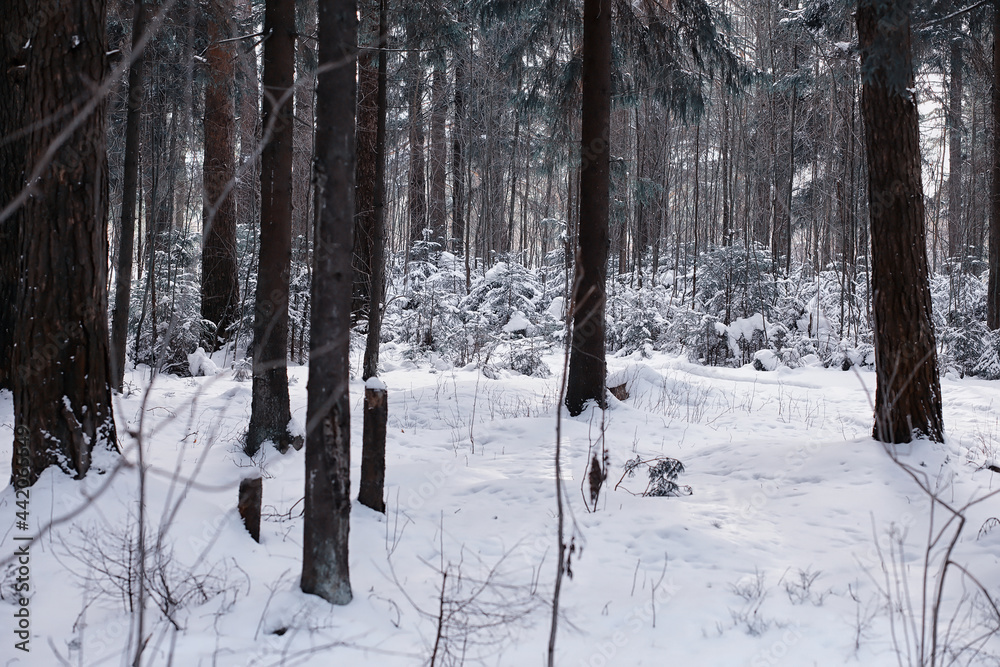 Winter forest. Landscape of the park in winter. Snow-covered trees at the edge. Winter forest. Landscape of the park in winter. Snow-covered trees at the edge.