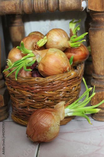 basket of onions